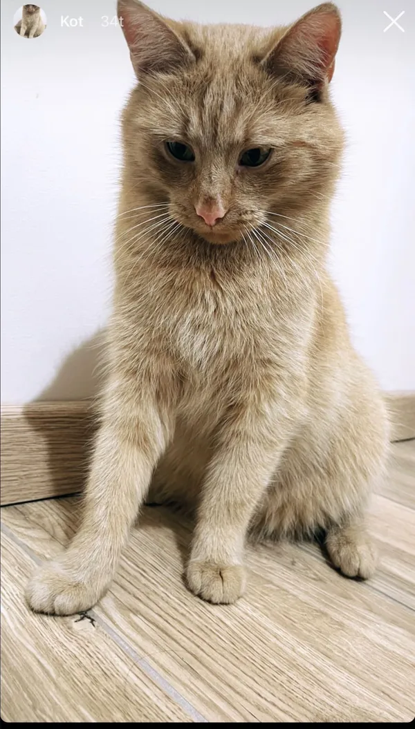 Zaginął kot, Kalisz, 20 sierpnia 2022 (1/2)
