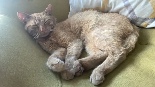 Zaginął kot, Kalisz, 20 sierpnia 2022 (2/2)