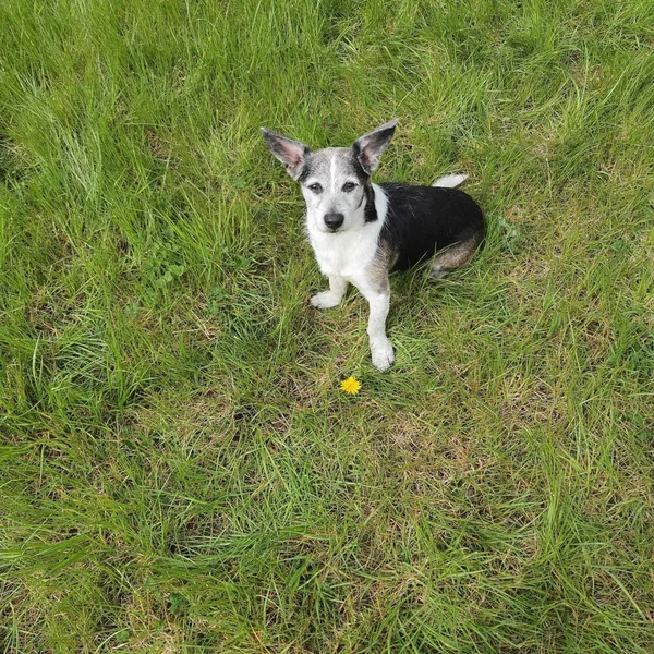 Zaginął pies, Starogard Gdański, 20 sierpnia 2022