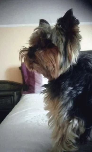 Zaginął pies, Kartuzy, 20 sierpnia 2022 (1/3)