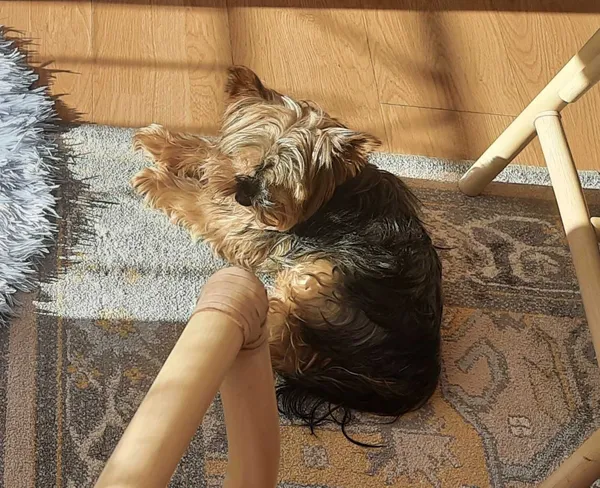 Zaginął pies, Kartuzy, 20 sierpnia 2022 (2/3)