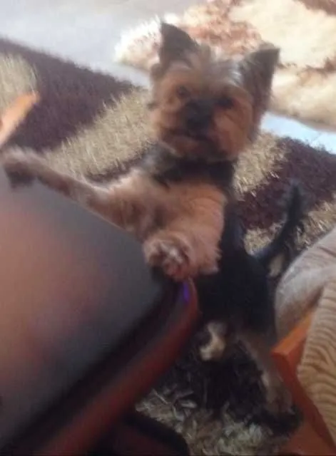 Zaginął pies, Kartuzy, 20 sierpnia 2022 (3/3)