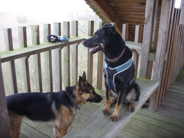 Zaginął pies, Ryn, 20 sierpnia 2022 (1/3)