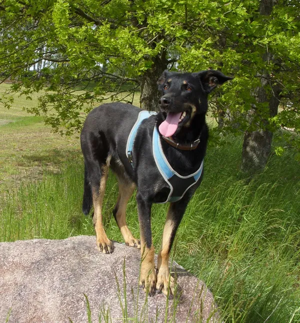 Zaginął pies, Ryn, 20 sierpnia 2022 (2/3)