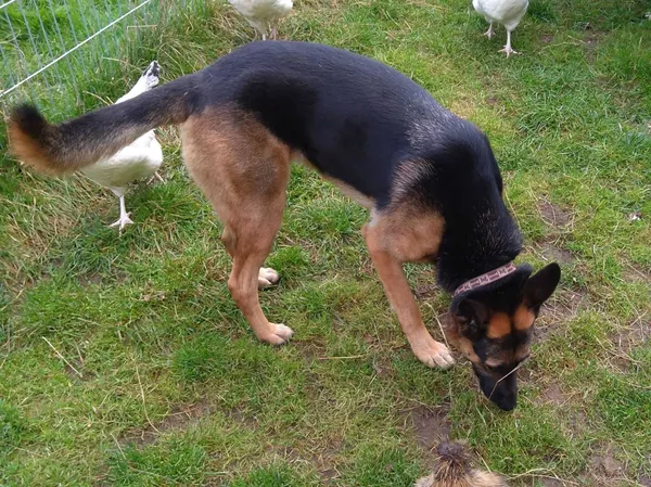 Zaginął pies, Ryn, 20 sierpnia 2022 (3/3)