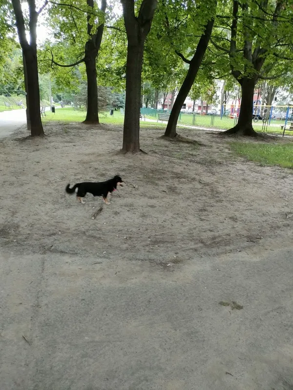 Znaleziono psa, Kraków, 31 sierpnia 2022 (3/4)