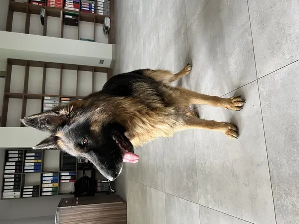 Znaleziono psa, Łódź, 30 sierpnia 2022