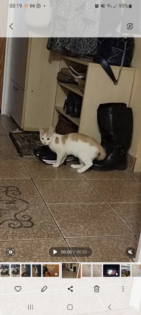 Zaginął kot, Łódź, 28 sierpnia 2022