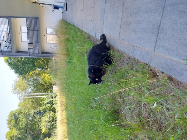 Zaginął kot, Łódź, 26 sierpnia 2022