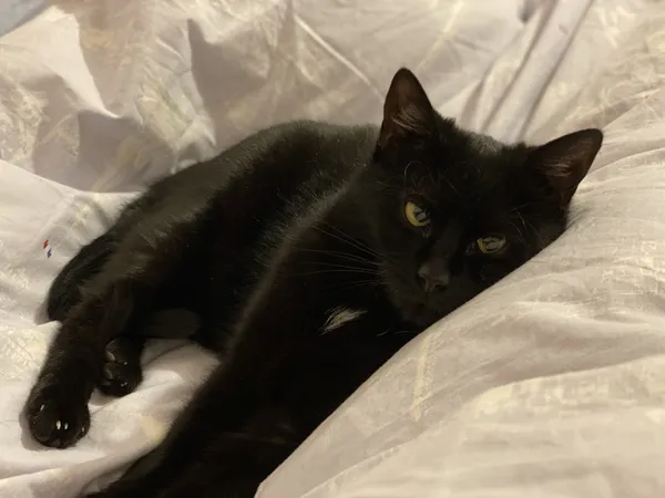 Zaginął kot, Łódź, 21 sierpnia 2022