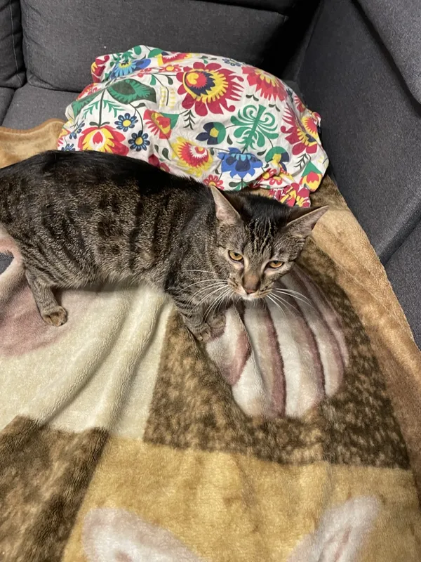 Zaginął kot, Łódź, 21 sierpnia 2022