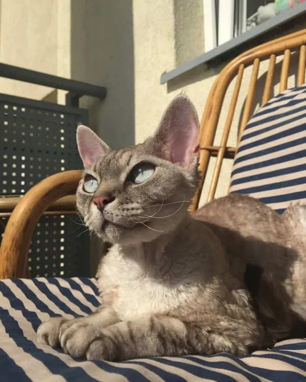 Zaginął kot, Łódź, 21 sierpnia 2022