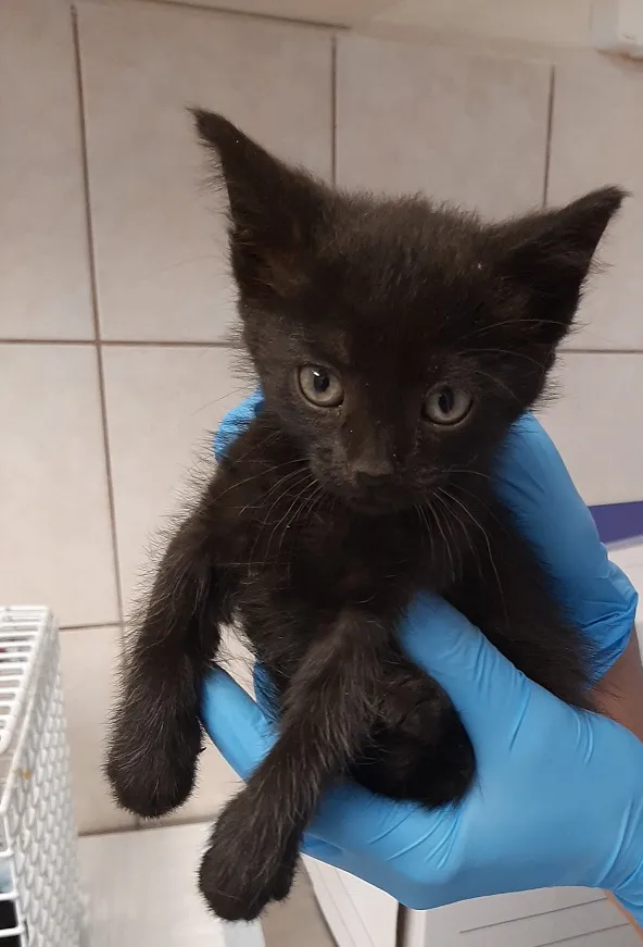 Znaleziono kota, Szczecin, 30 sierpnia 2022