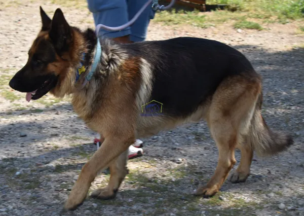 Znaleziono psa, Szczecin, 10 sierpnia 2022 (1/2)