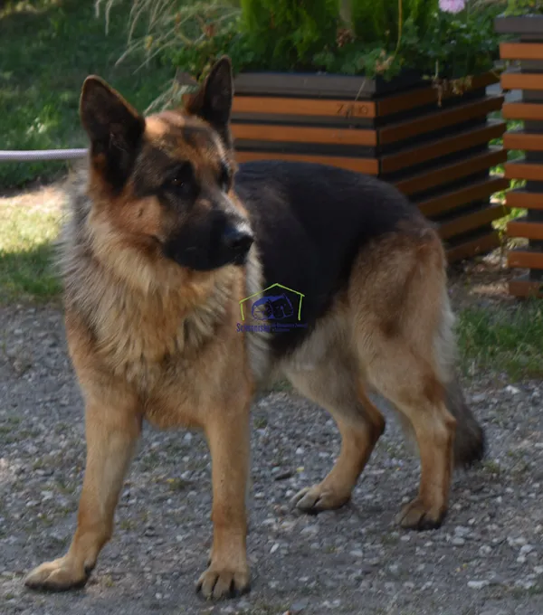 Znaleziono psa, Szczecin, 10 sierpnia 2022 (2/2)