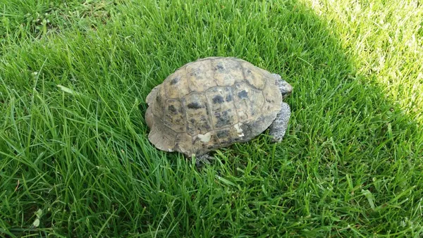 Zagineło zwierzę, Lubieszów, 27 sierpnia 2022