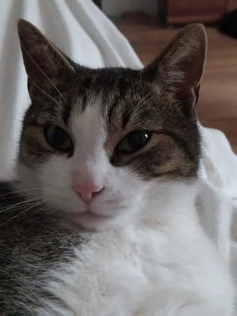 Zaginął kot, Tryszczyn, 28 lipca 2022 (2/3)