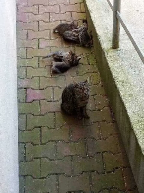 Zaginął kot, Dąbrowa Górnicza, 30 sierpnia 2022 (1/2)