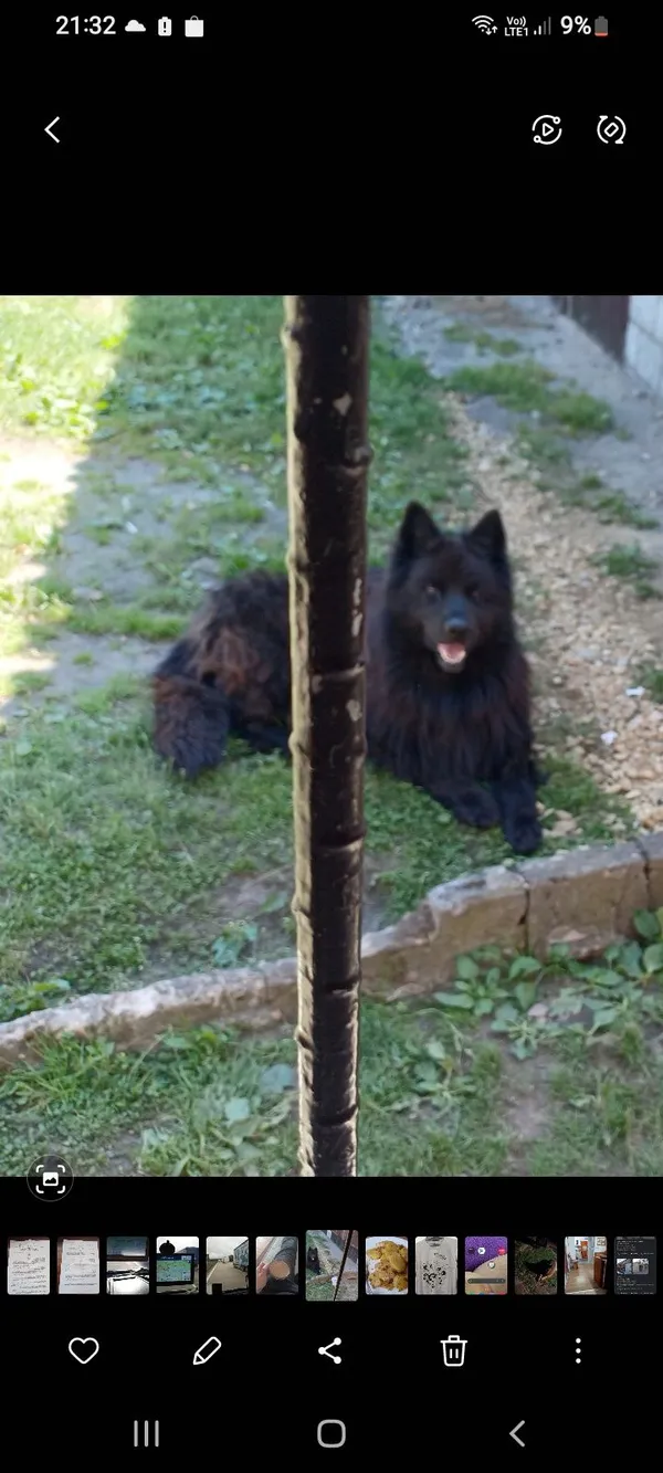 Zaginął pies, Rębielice Królewskie, 3 września 2022 (2/2)