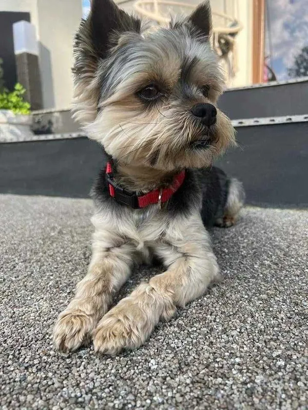 Zaginął pies, Stary Sącz, 4 lipca 2022 (2/3)