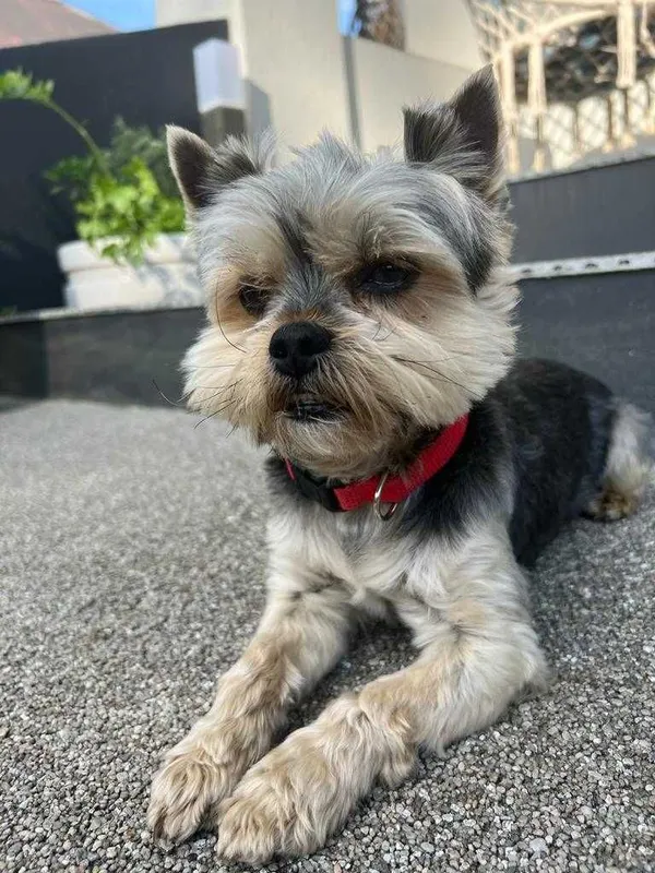 Zaginął pies, Stary Sącz, 4 lipca 2022 (3/3)