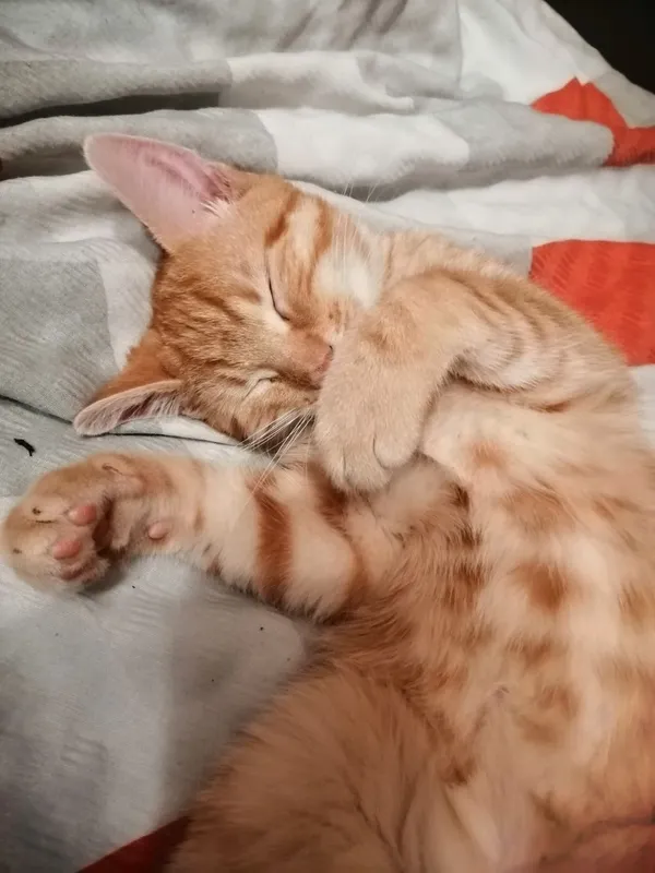 Zaginął kot, Warszawa, 2 września 2022 (1/4)