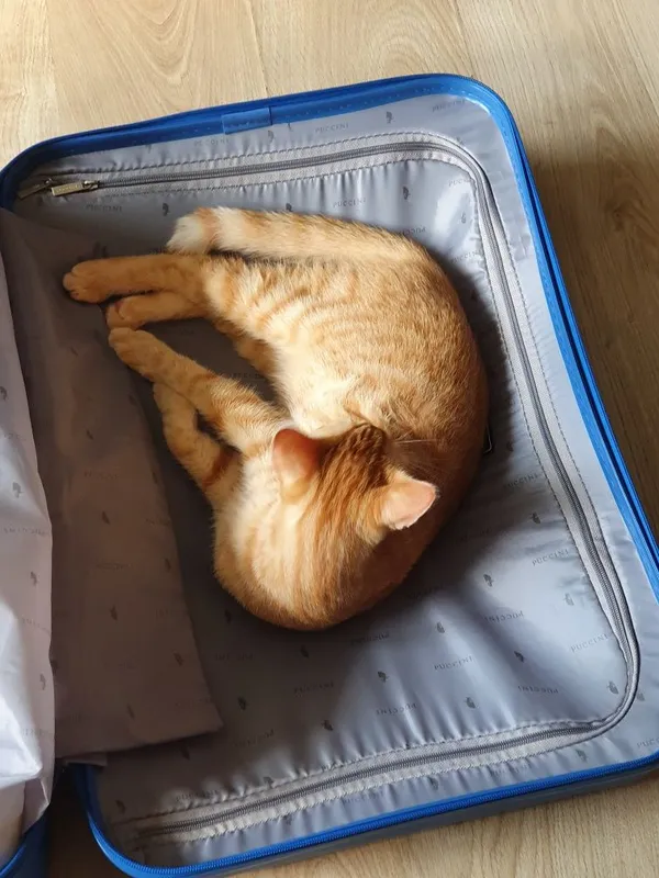 Zaginął kot, Warszawa, 2 września 2022 (2/4)