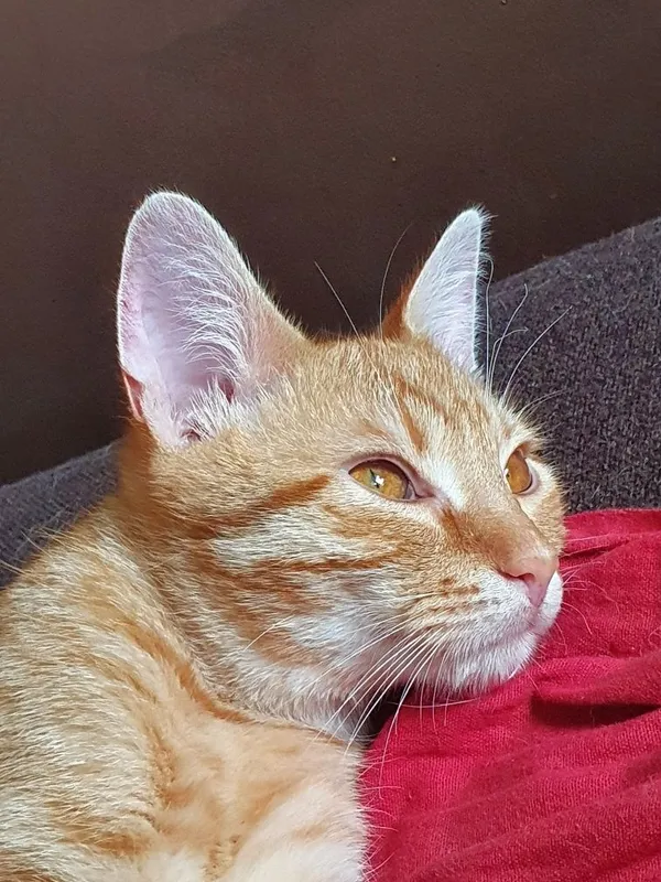 Zaginął kot, Warszawa, 2 września 2022 (3/4)