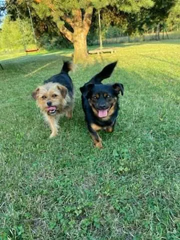 Oddam psa, Warszawa, 12 lipca 2022 (1/8)