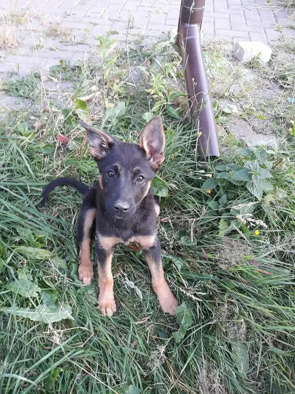 Oddam psa, Paprotnia, 24 lipca 2022 (3/6)