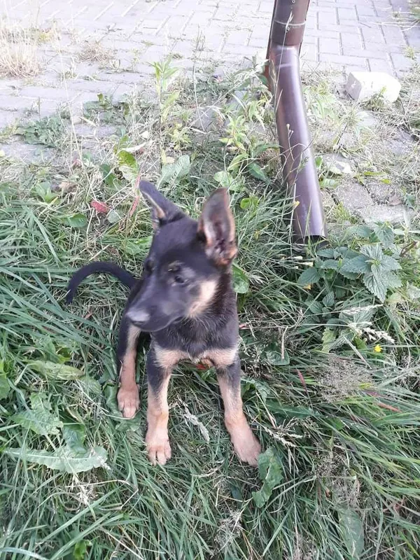 Oddam psa, Paprotnia, 24 lipca 2022 (4/6)