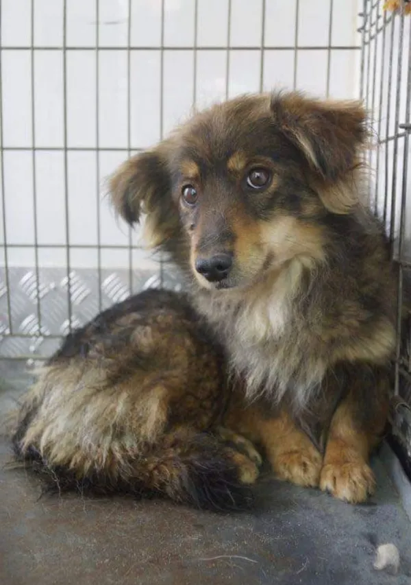 Oddam psa, Wrocław, 28 sierpnia 2022