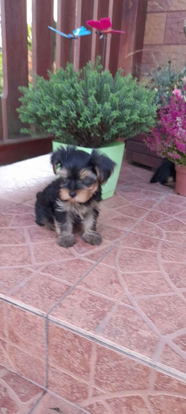 Oddam psa, Stawki, 4 sierpnia 2022 (1/5)