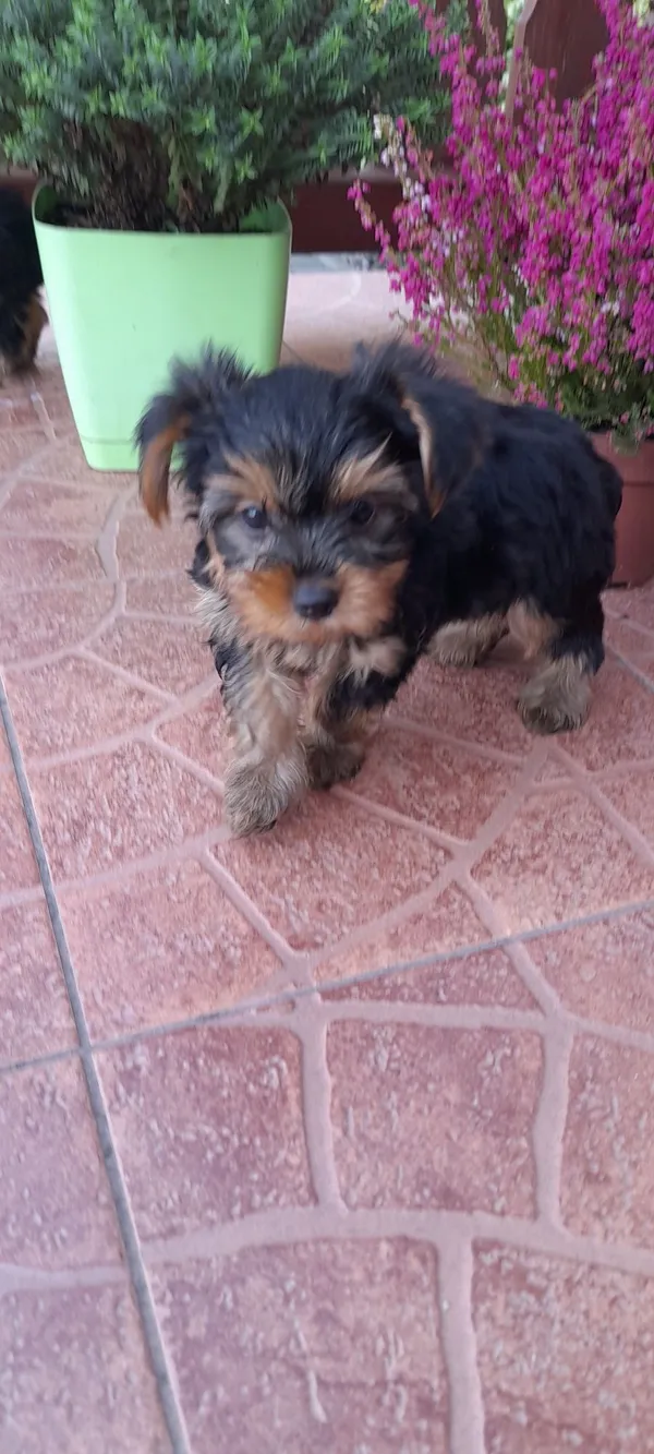 Oddam psa, Stawki, 4 sierpnia 2022 (2/5)