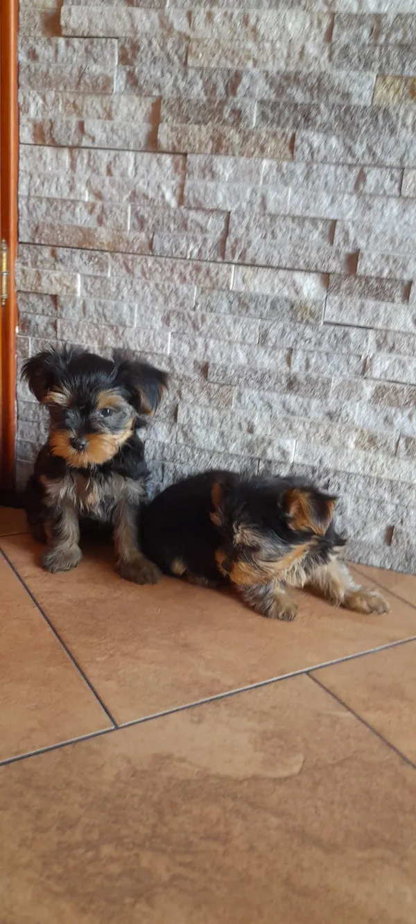 Oddam psa, Stawki, 4 sierpnia 2022 (4/5)