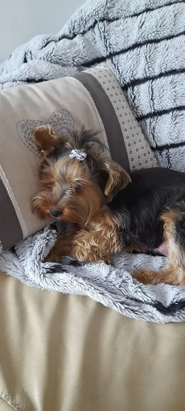 Oddam psa, Stawki, 4 sierpnia 2022 (5/5)