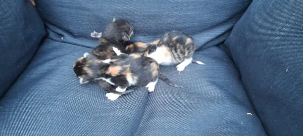 Oddam kota, Sandomierz, 20 sierpnia 2022 (1/2)