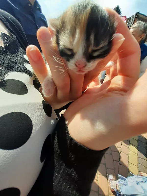 Oddam kota, Sandomierz, 20 sierpnia 2022 (2/2)