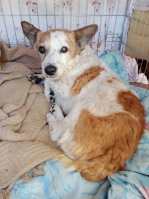 Znaleziono psa, Sandomierz, 1 września 2022 (1/3)