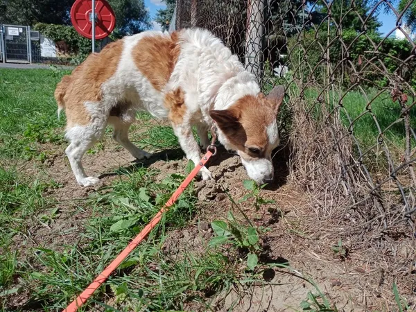 Znaleziono psa, Sandomierz, 1 września 2022 (2/3)
