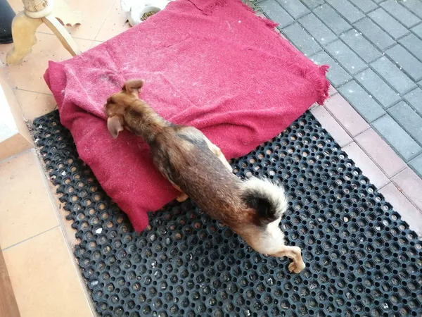 Znaleziono psa, Przasnysz, 1 września 2022 (2/8)