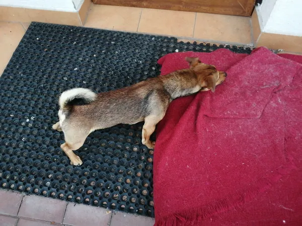 Znaleziono psa, Przasnysz, 1 września 2022 (3/8)