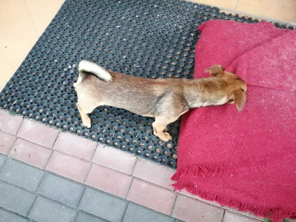 Znaleziono psa, Przasnysz, 1 września 2022 (4/8)