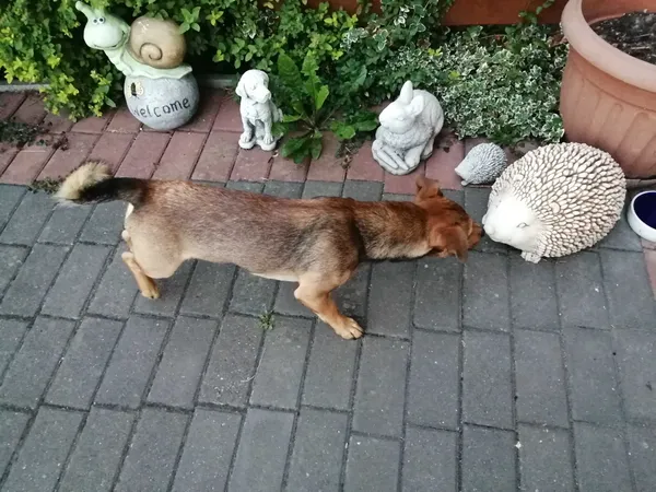 Znaleziono psa, Przasnysz, 1 września 2022 (5/8)