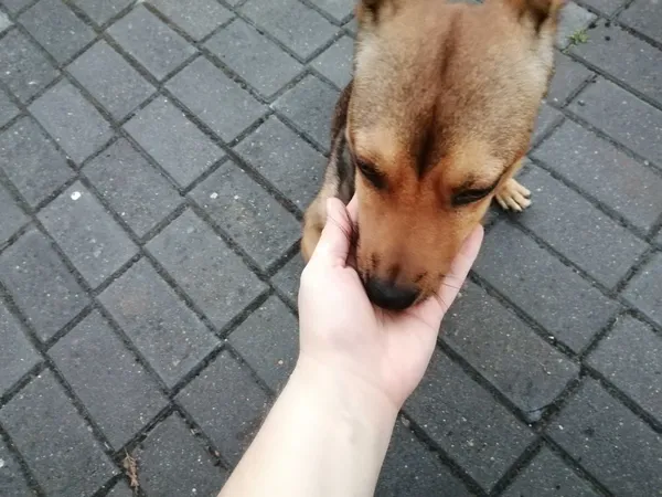 Znaleziono psa, Przasnysz, 1 września 2022 (6/8)