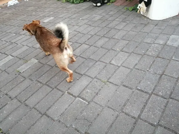 Znaleziono psa, Przasnysz, 1 września 2022 (7/8)