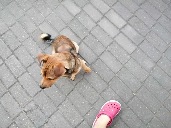 Znaleziono psa, Przasnysz, 1 września 2022 (8/8)