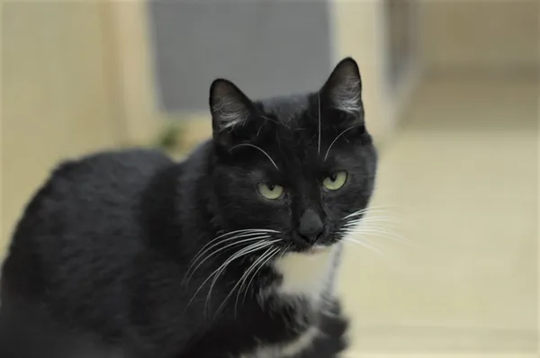 Kot do adopcji, Olsztyn, 8 lipca 2021 (2/5)