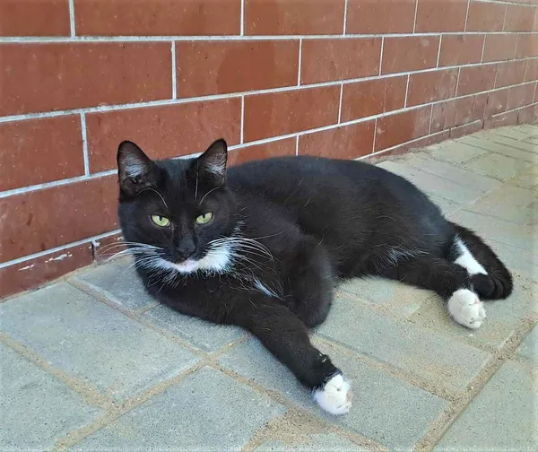 Kot do adopcji, Olsztyn, 8 lipca 2021 (3/5)
