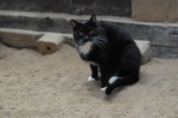 Kot do adopcji, Olsztyn, 8 lipca 2021 (4/5)